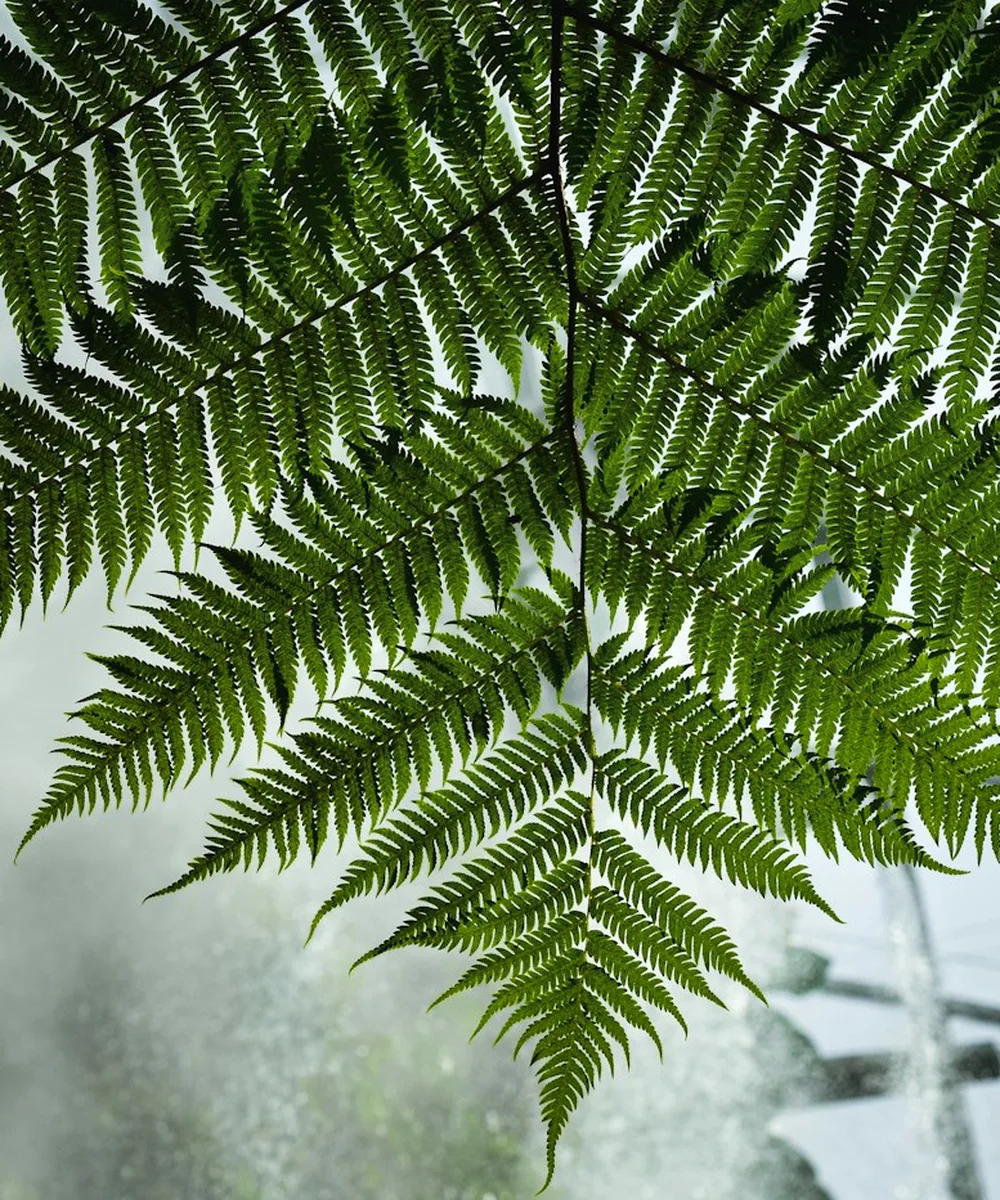 Frondes de fougères déployées sous la lumière d’une serre